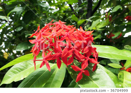 Red flower of mini-sandanka 36784999