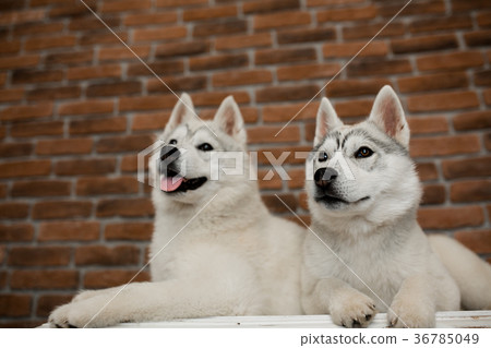 two Siberian husky puppies at home sit and play two Siberian husky puppies at home sit and play 36785049