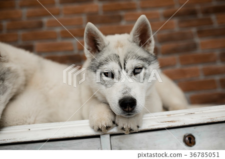 two Siberian husky puppies at home sit and play two Siberian husky puppies at home sit and play 36785051