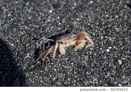 肉球近方蟹 36785623