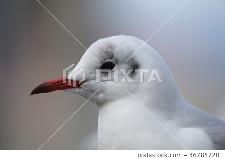 The gull's expression 36785720