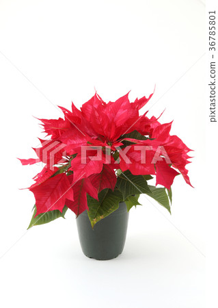 Poinsettia 36785801