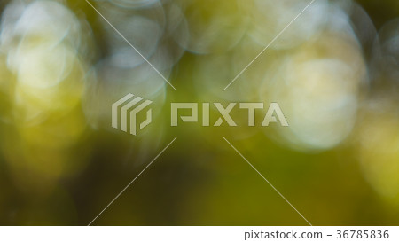 被弄髒的材料在秋天森林裡 36785836