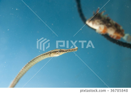 Yellowtail and Haokoze 36785848