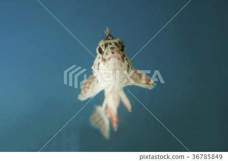 Haokoze front 36785849