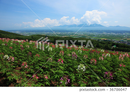 醉蝶花花田和Naka富良野都市風景 36786047
