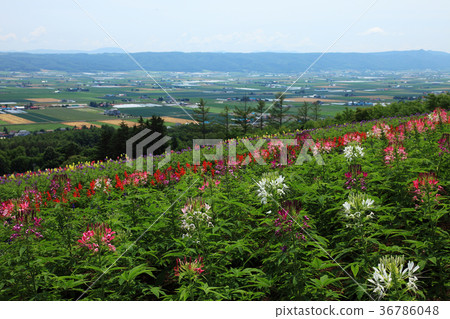 Cleome flower field and Naka Furano cityscape 36786048