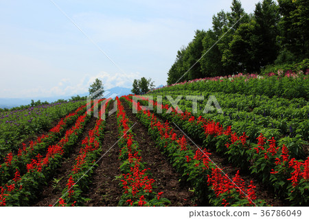 Naka Furano Salvia Flower Fields 36786049