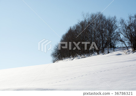 Snow slopes and mixed forests Snow slopes and mixed forests 36786321
