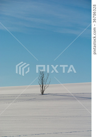 Winter grove standing on a snowy field Winter grove standing on a snowy field 36786328