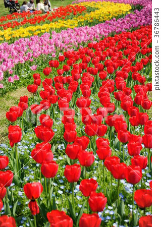 Fun flower garden 5 Fun flower garden 5 36786443