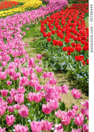 有趣的花園4 36786444