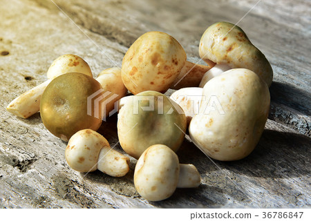 Fresh mushrooms 36786847