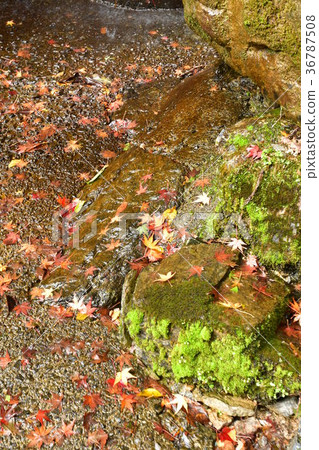 落葉 36787508