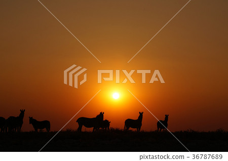 The sunset of savanna 36787689