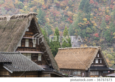 菅沼府聯合棕櫚村 菅沼府聯合棕櫚村 36787873