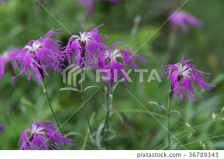 Takane nadesico 36789343