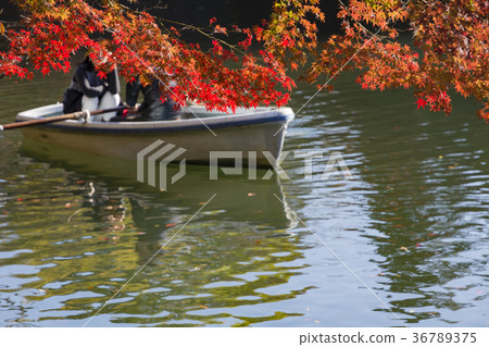秋天Inokashira公園 秋天Inokashira公園 36789375