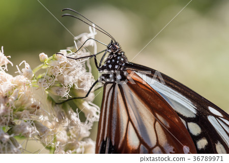 A large butterfly "Asagi Madara" coming from the continent A large butterfly "Asagi Madara" coming from the continent 36789971