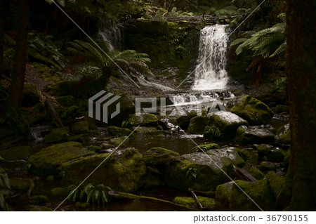 Horseshoe Falls in Mount Field National Park. 36790155