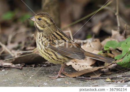 Female Blues 36790234