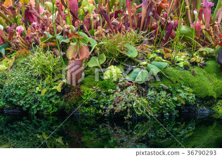 Small garden of nepenthes and various plant  36790293