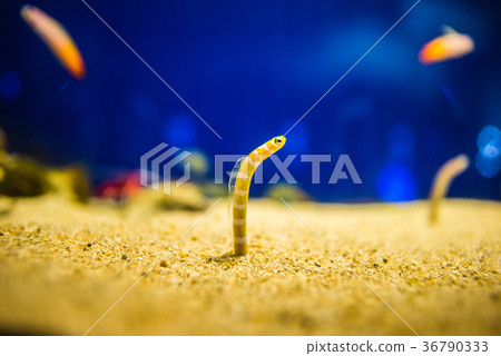 Chinanago Stock Photo