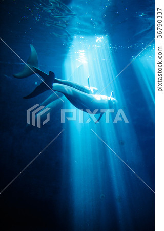 Sunameli水族館 36790337