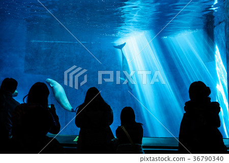 Sunameli Aquarium 36790340