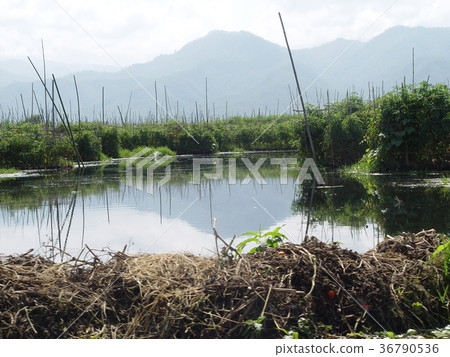 Hydroponic cultivation (Inle lake side / Myanmar) Hydroponic cultivation (Inle lake side / Myanmar) 36790536
