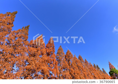 Autumn leaves of metasequoia 36790665