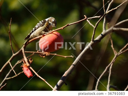Kogera on late autumn oak tree 36791083