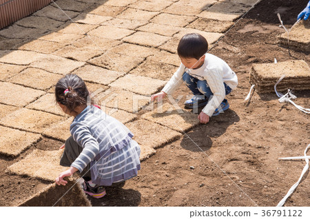 Kids helping to plant garden lawn Kids helping to plant garden lawn 36791122