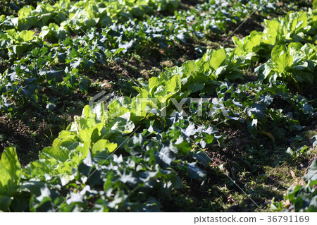 Outdoor grown vegetables Outdoor grown vegetables 36791169