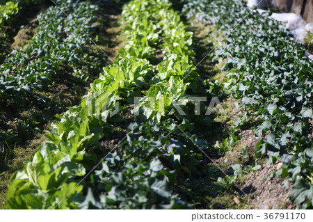 Outdoor grown vegetables Outdoor grown vegetables 36791170
