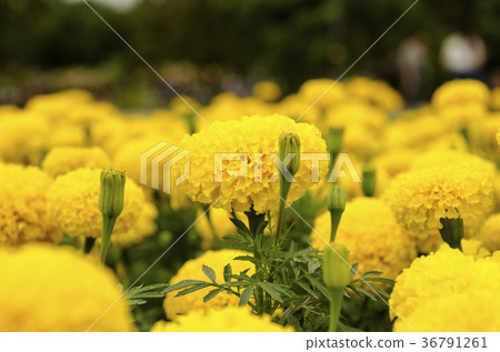 Marigold flowers With background blurred Marigold flowers With background blurred 36791261