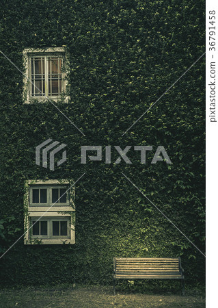 House wall with window covered with creeping ivy p House wall with window covered with creeping ivy p 36791458