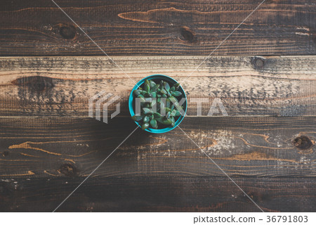 Succulents and wood table Succulents and wood table 36791803