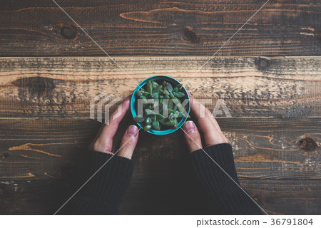 Succulents and wood table 36791804