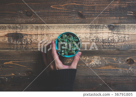 Succulents and wood table Succulents and wood table 36791805