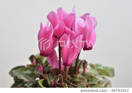 Garden cyclamen Garden cyclamen 36791912