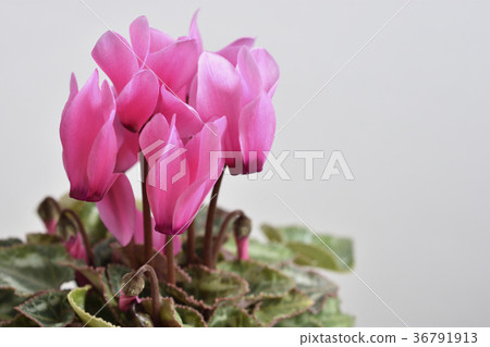 Garden cyclamen Garden cyclamen 36791913