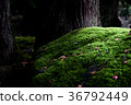 moss-covered rock 36792449