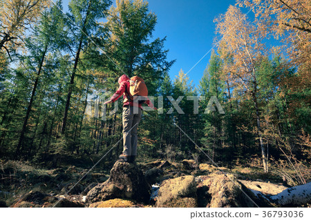 hiking woman hiker in the sunrise autumn forest hiking woman hiker in the sunrise autumn forest 36793036