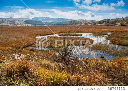Yashimagahara wetlands in autumn Grass leaves 36793113