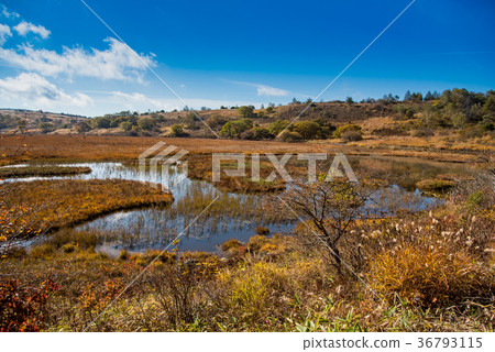 Yashimagahara wetlands in autumn Grass leaves 36793115