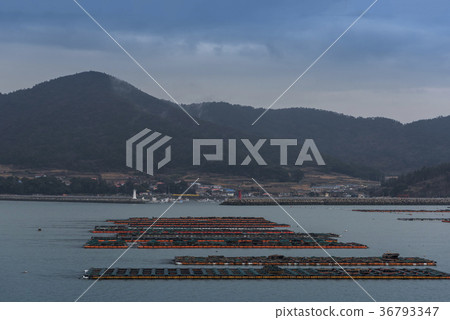 Aging, abalone farm Aging, abalone farm 36793347