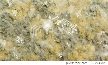 Close up of bread has a fungus. Close up of bread has a fungus. 36793384