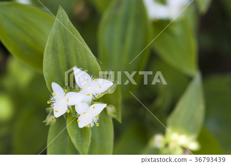 常盤Tsukusa 36793439