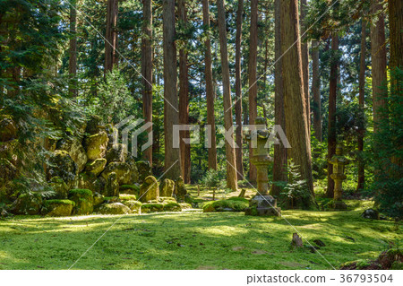 Hiraizumi Temple Hakusan Shrine grounds scenery 36793504